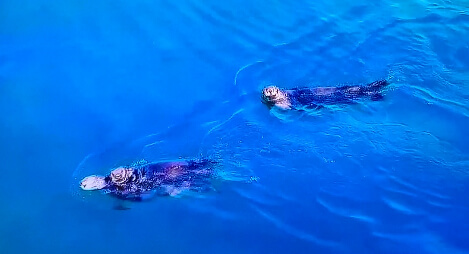 霧多布岬で、ゆりが助けようとしたラッコ。3匹が泳いでいる（出典：「Eye Love You」より）